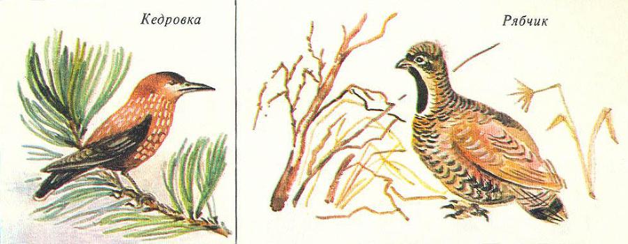 Где у растения дом - _66.jpg