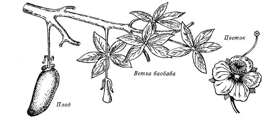 Где у растения дом - _9.jpg