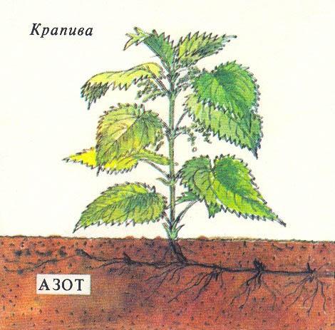 Где у растения дом - _16.jpg