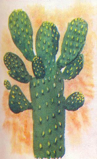 Где у растения дом - _27.jpg