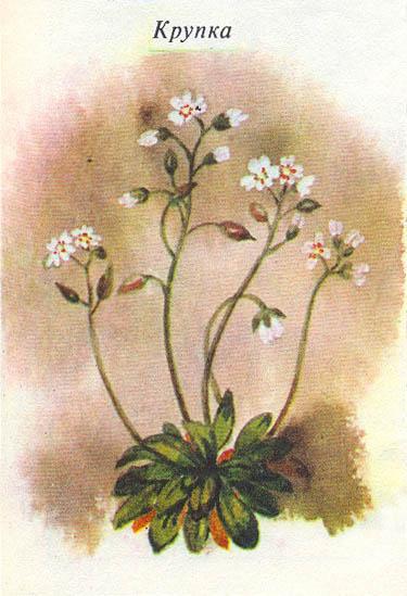 Где у растения дом - _52.jpg