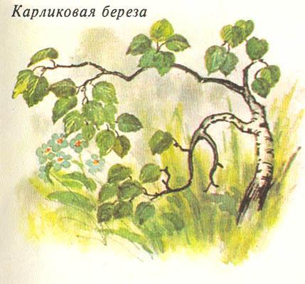 Где у растения дом - _58.jpg