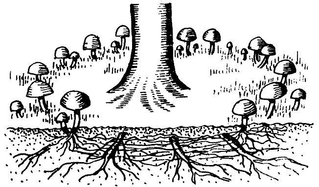 Где у растения дом - _75.jpg