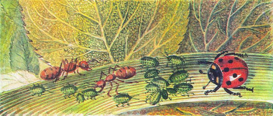 Где у растения дом - _67.jpg