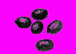 А.Н. Формозов Спутник следопыта - _104.jpg