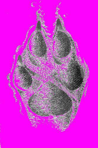 А.Н. Формозов Спутник следопыта - _12.jpg