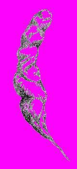 А.Н. Формозов Спутник следопыта - _171.jpg