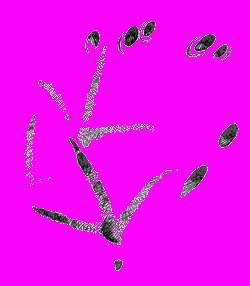 А.Н. Формозов Спутник следопыта - _187.jpg