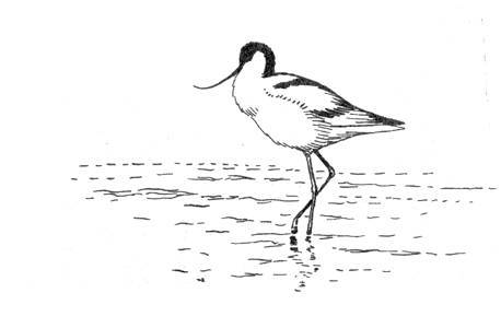 А.Н. Формозов Спутник следопыта - _208.jpg