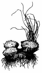 А.Н. Формозов Спутник следопыта - _255.jpg