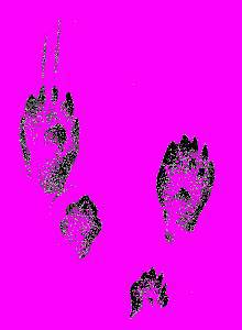 А.Н. Формозов Спутник следопыта - _271.jpg