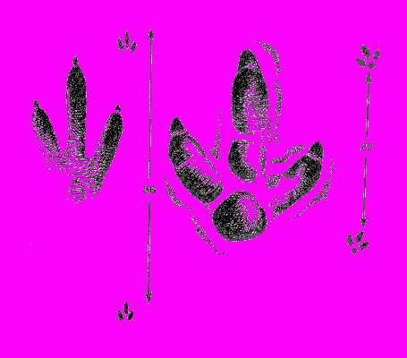 А.Н. Формозов Спутник следопыта - _292.jpg