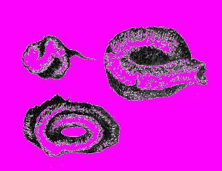 А.Н. Формозов Спутник следопыта - _297.jpg