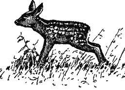 А.Н. Формозов Спутник следопыта - _300.jpg