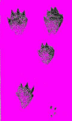 А.Н. Формозов Спутник следопыта - _76.jpg