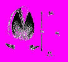 А.Н. Формозов Спутник следопыта - _97.jpg