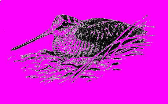 А.Н. Формозов Спутник следопыта - _115.jpg