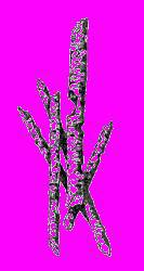 А.Н. Формозов Спутник следопыта - _169.jpg