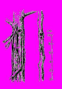 А.Н. Формозов Спутник следопыта - _182.jpg