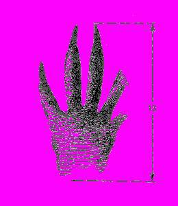 А.Н. Формозов Спутник следопыта - _196.jpg