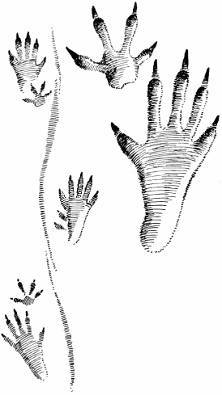 А.Н. Формозов Спутник следопыта - _222.jpg