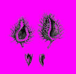 А.Н. Формозов Спутник следопыта - _240.jpg