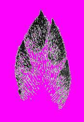 А.Н. Формозов Спутник следопыта - _26.jpg