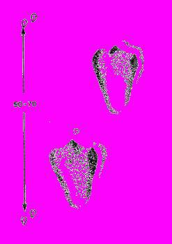 А.Н. Формозов Спутник следопыта - _267.jpg