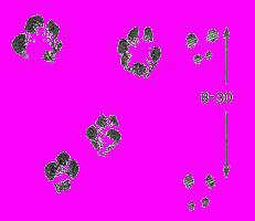 А.Н. Формозов Спутник следопыта - _269.jpg