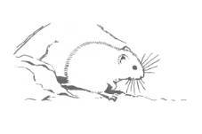 А.Н. Формозов Спутник следопыта - _299.jpg