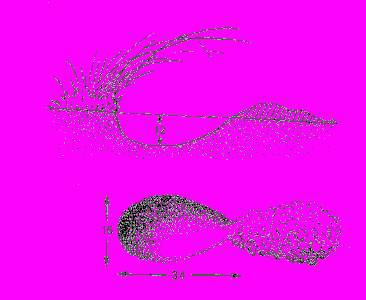 А.Н. Формозов Спутник следопыта - _301.jpg