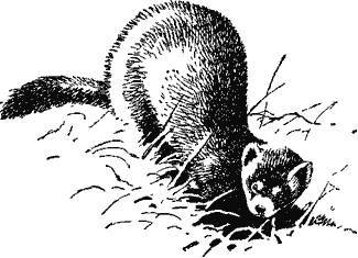 А.Н. Формозов Спутник следопыта - _77.jpg