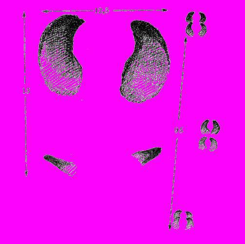 А.Н. Формозов Спутник следопыта - _86.jpg