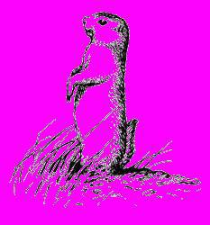 А.Н. Формозов Спутник следопыта - _308.jpg