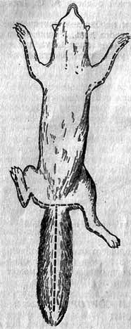 Лисица - img_26.png