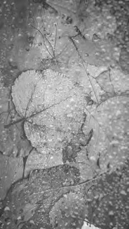 Проза Дождя - i_003.jpg