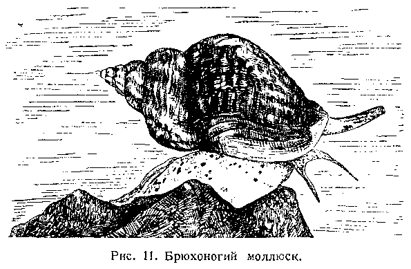 Подводный мир - image_013.png