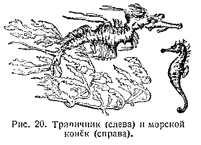 Подводный мир - image_022.png