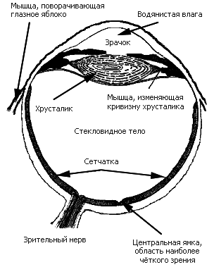 Как мы видим то, что видим - img2143.png