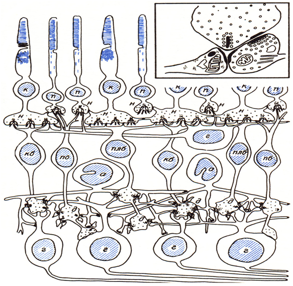 Как мы видим то, что видим - imgD531.png