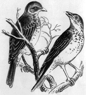 На берегах Себерянки - i_016.jpg