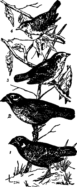 Учение Чарлза Дарвина о развитии живой природы - i_003.png