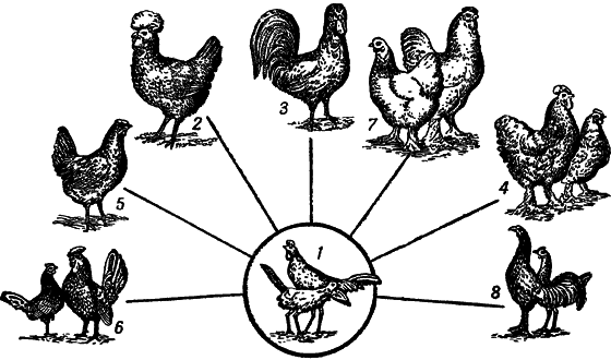 Учение Чарлза Дарвина о развитии живой природы - i_004.png