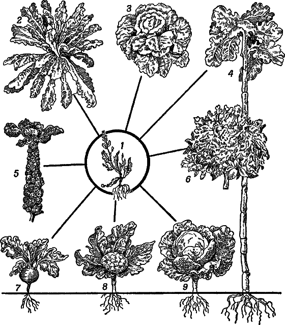 Учение Чарлза Дарвина о развитии живой природы - i_005.png