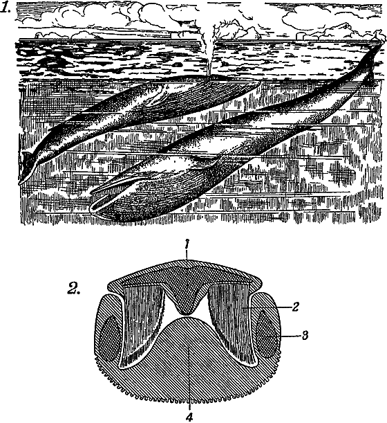 Учение Чарлза Дарвина о развитии живой природы - i_011.png
