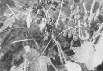 По ту сторону ночи - i_012.jpg