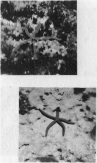 Свет в море - i_082.jpg