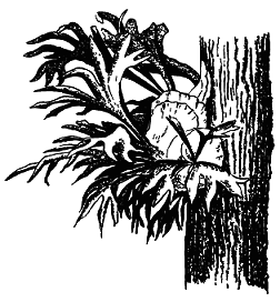 Тропическая природа - pic_11.png