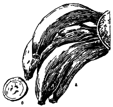 Тропическая природа - pic_12.png