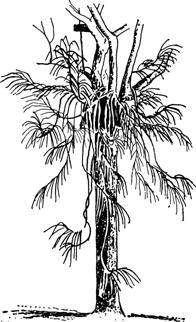 Тропическая природа - pic_14.jpg